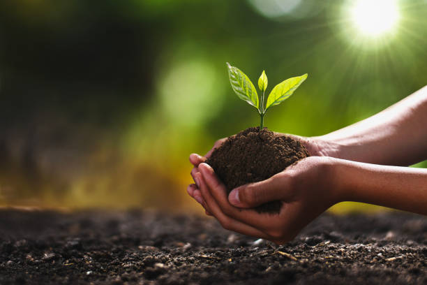 Manos sosteniendo tierra con una planta que brota